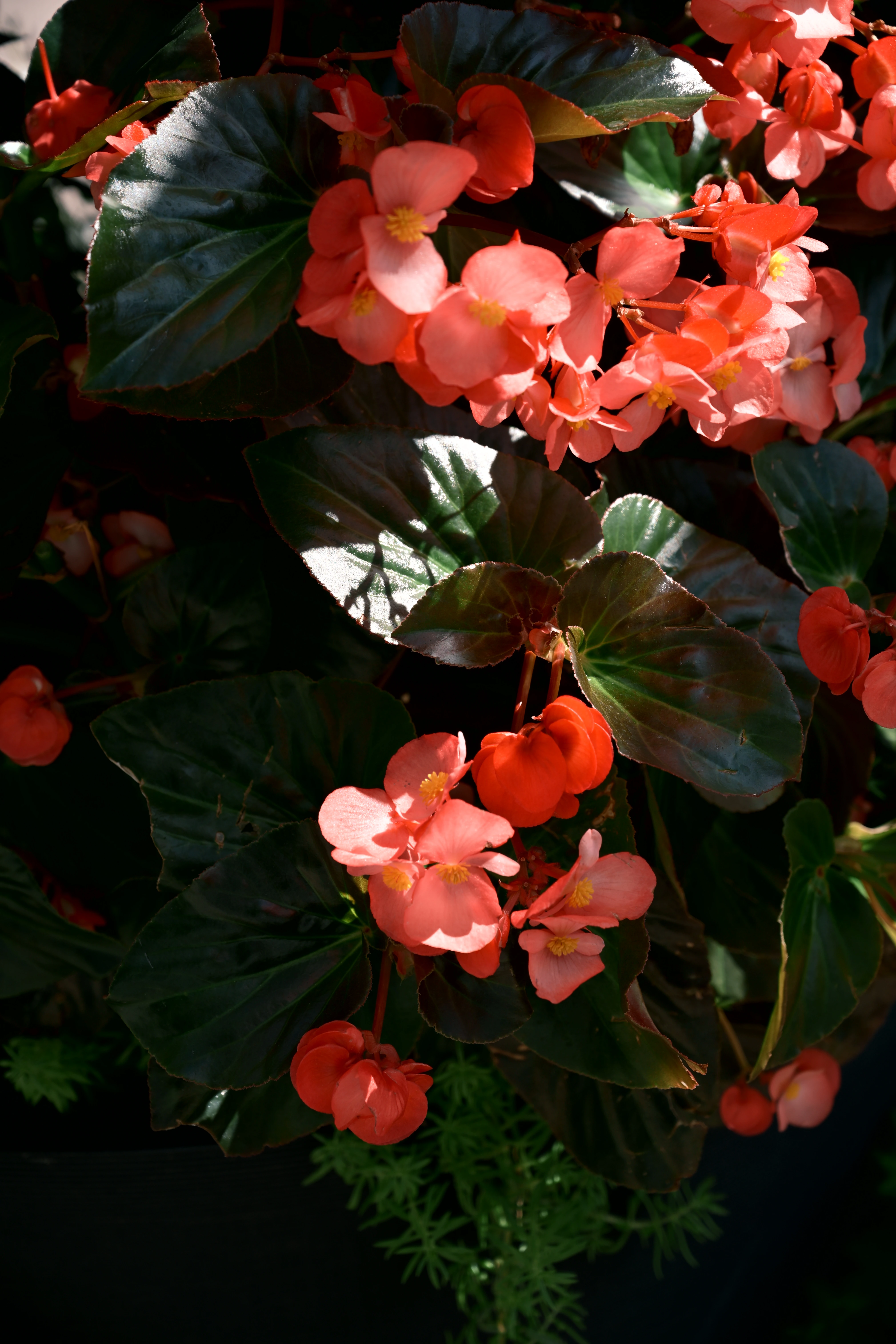 Summer in Bloom